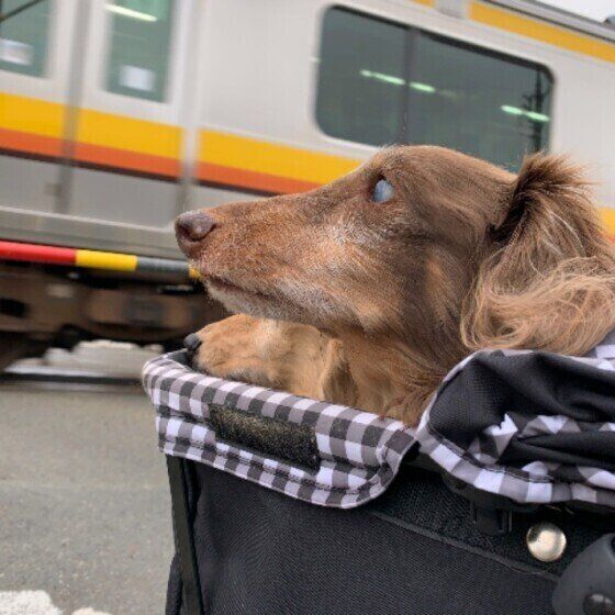 ミニチュアダックスフンドのさらくん