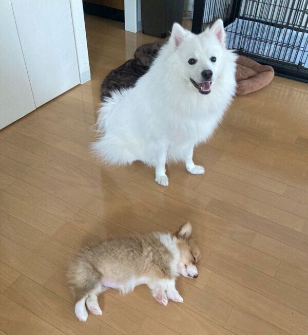 電池切れするぺぺちゃんと、笑顔のこんくん