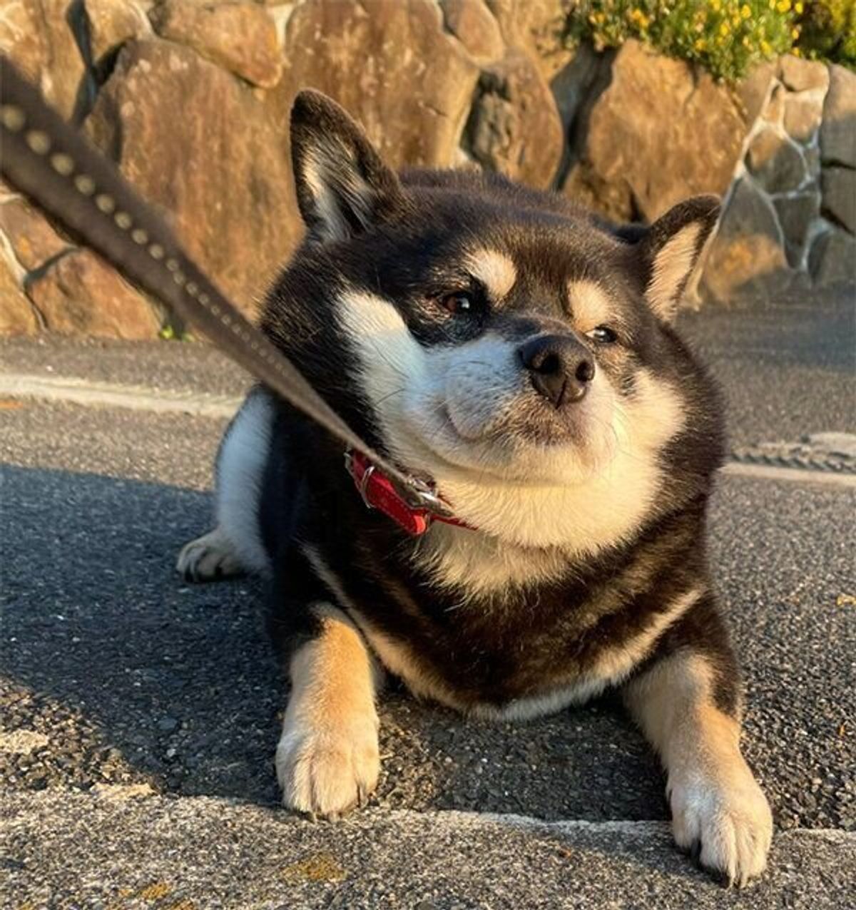 いくらなんでも早すぎる 庭を出て3歩で 拒否柴 する柴犬 その理由が可愛かった いぬのきもちweb Magazine いくらなんでも早すぎる 庭を出て3歩で 拒否柴 する柴犬 その理由が可愛かった いぬのきもちweb Magazine