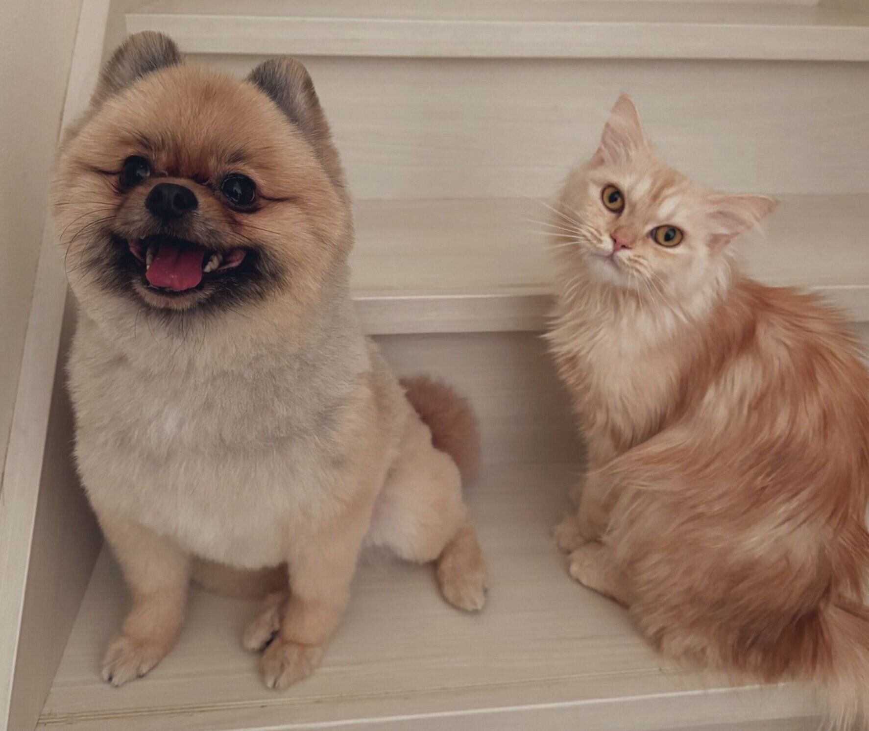 五郎くんと新入り子猫・真子ちゃん