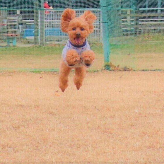 トイ・プードルのアンディくん