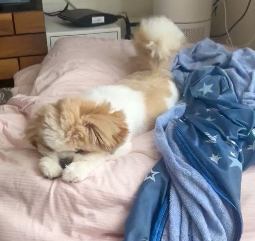 寝ているのにしっぽを振る琥珀くん