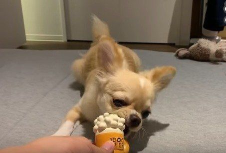 チワワ　みるく