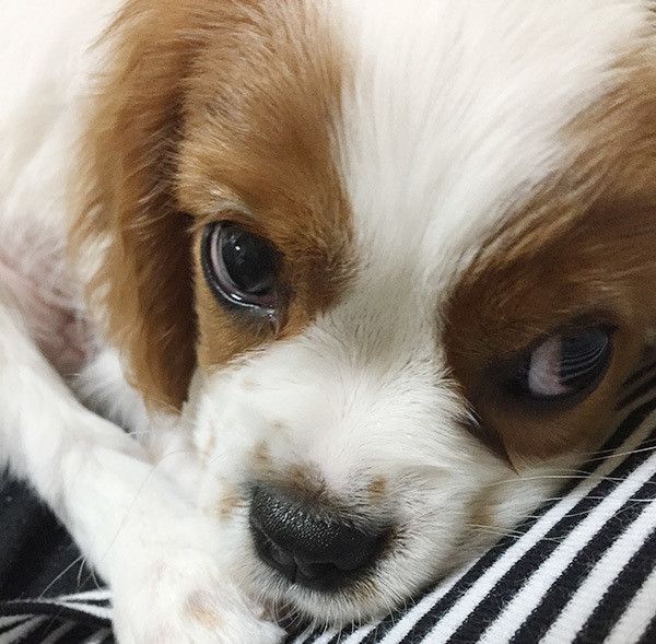 見つめるキャバリア・キング・チャールズ・スパニエル