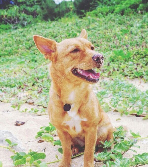 笑顔のむぎちゃん