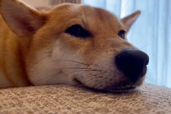 ぱちりと目を開く大豆くん
