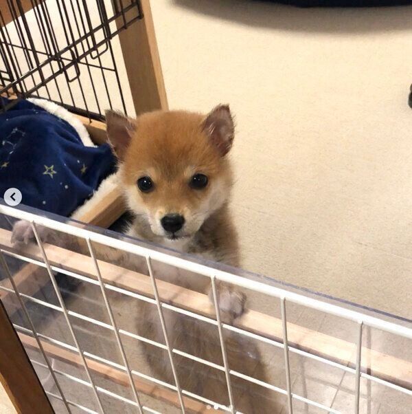 見つめるコロちゃん