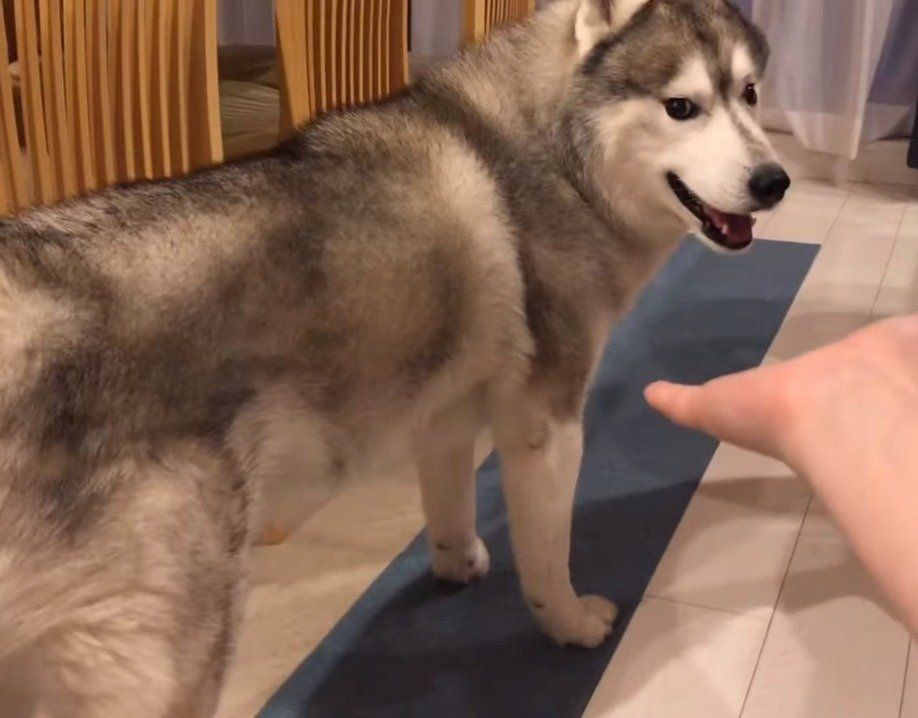 チラ見する犬