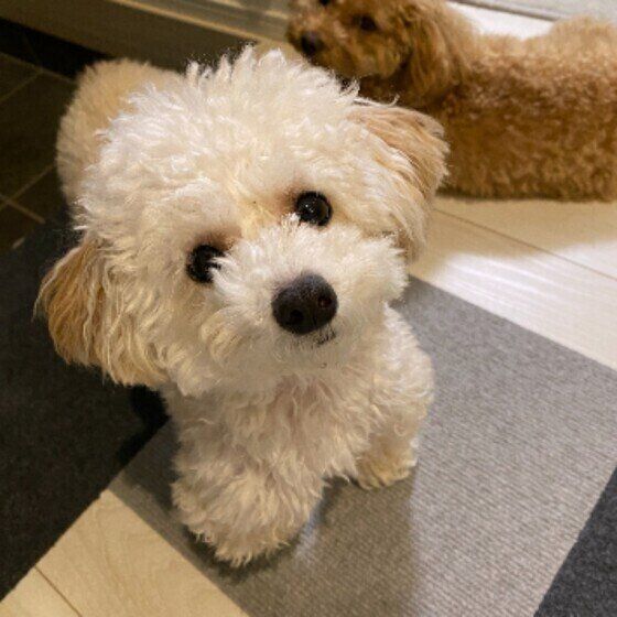 見つめるトイ・プードル