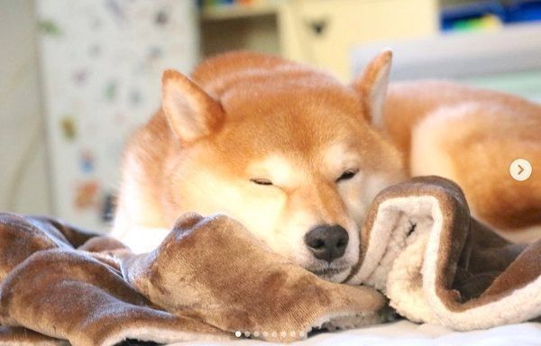 柴犬のコロくん