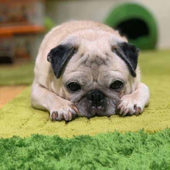 パグの特徴と性格 飼い方 価格相場など 犬図鑑 いぬのきもちweb Magazine