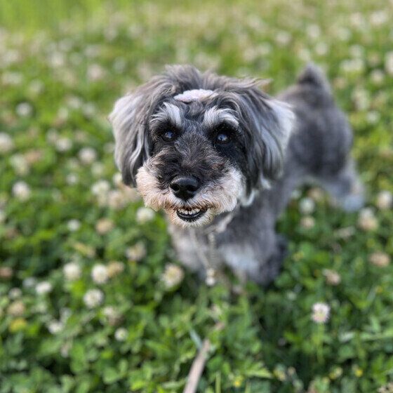 お散歩中に笑顔のミニチュア・シュナウザー