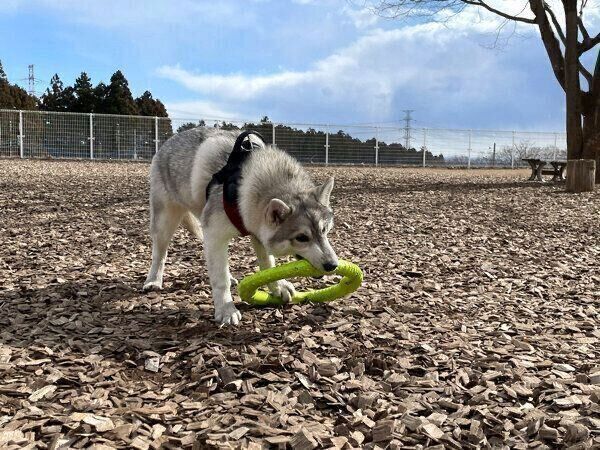 おもちゃを運ぼうとするいちみちゃん