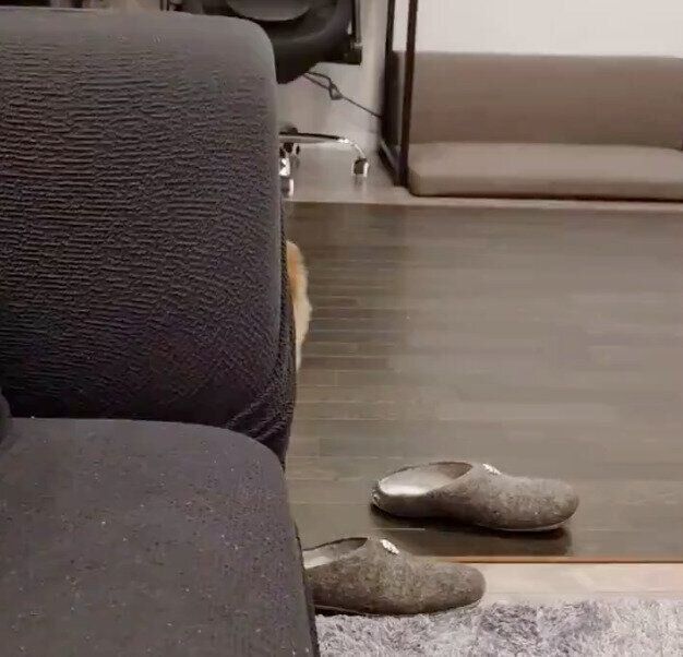物陰から飼い主さんを見ているタタミちゃん
