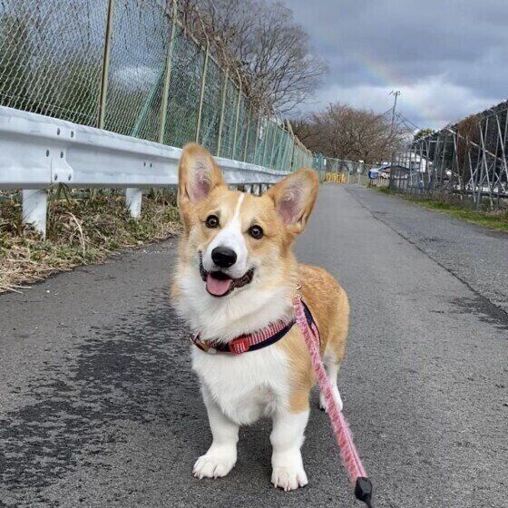 ニコニコの犬（ウェルシュ・コーギー・ペンブローク）