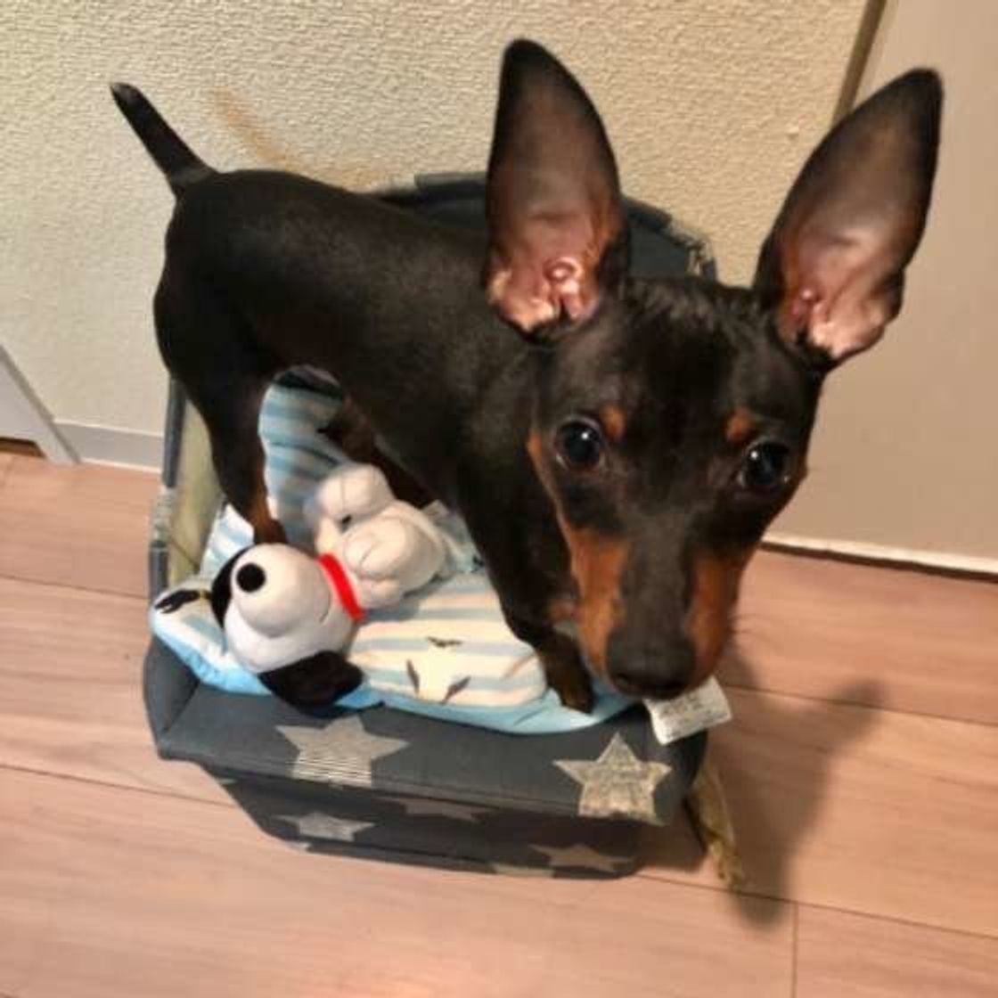 犬がおもちゃをくわえてくるのは何のアピール カワイイ画像まとめも いぬのきもちweb Magazine 犬がおもちゃをくわえてくるのは何のアピール カワイイ画像まとめも いぬのきもちweb Magazine