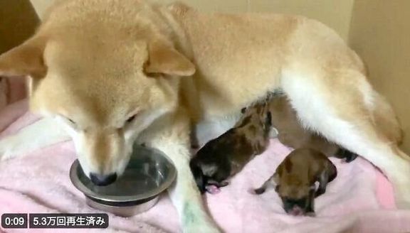 子犬たちに母乳をあげるみかんちゃん