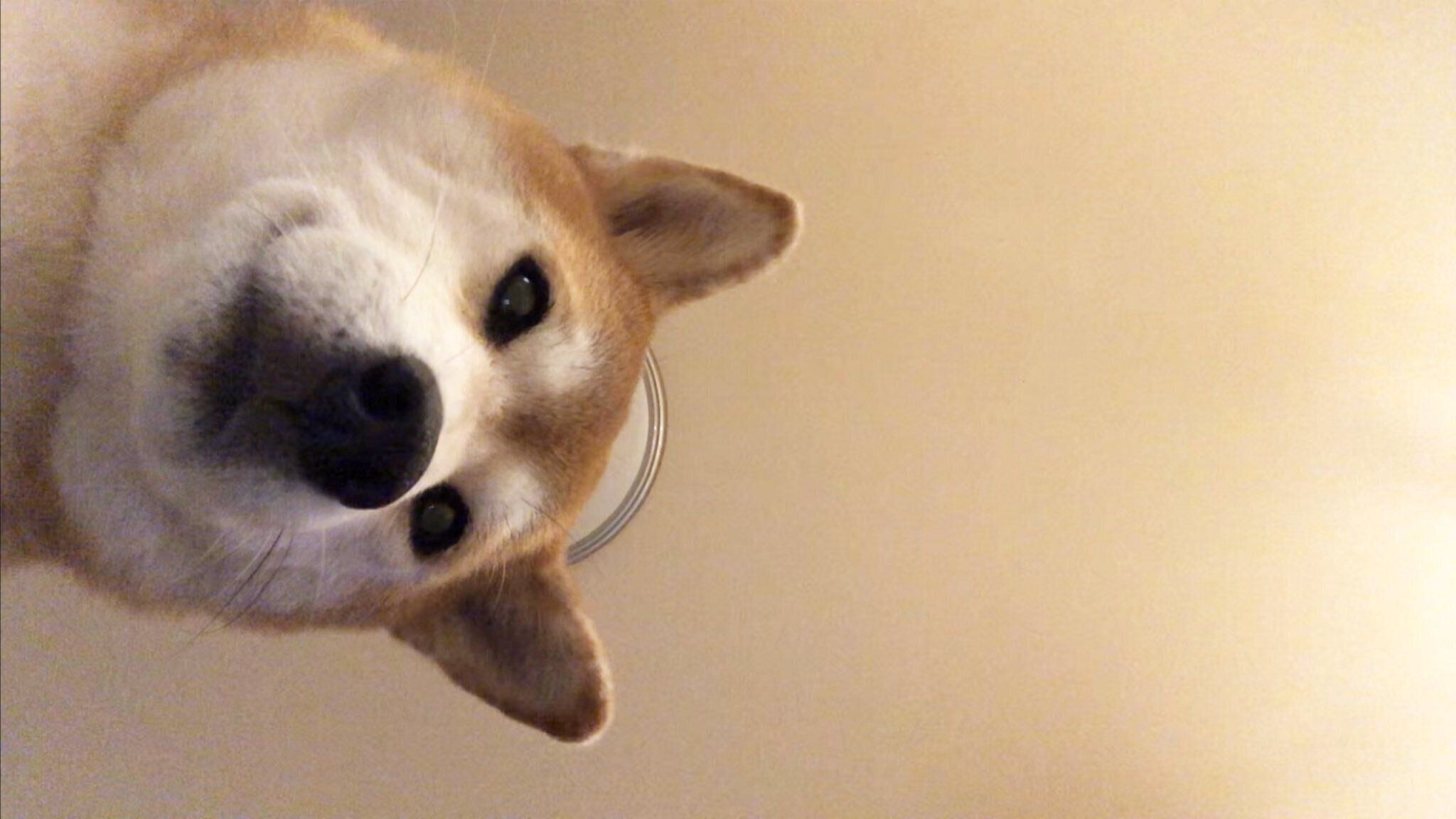 飼い主さんのことを監視するももちゃん