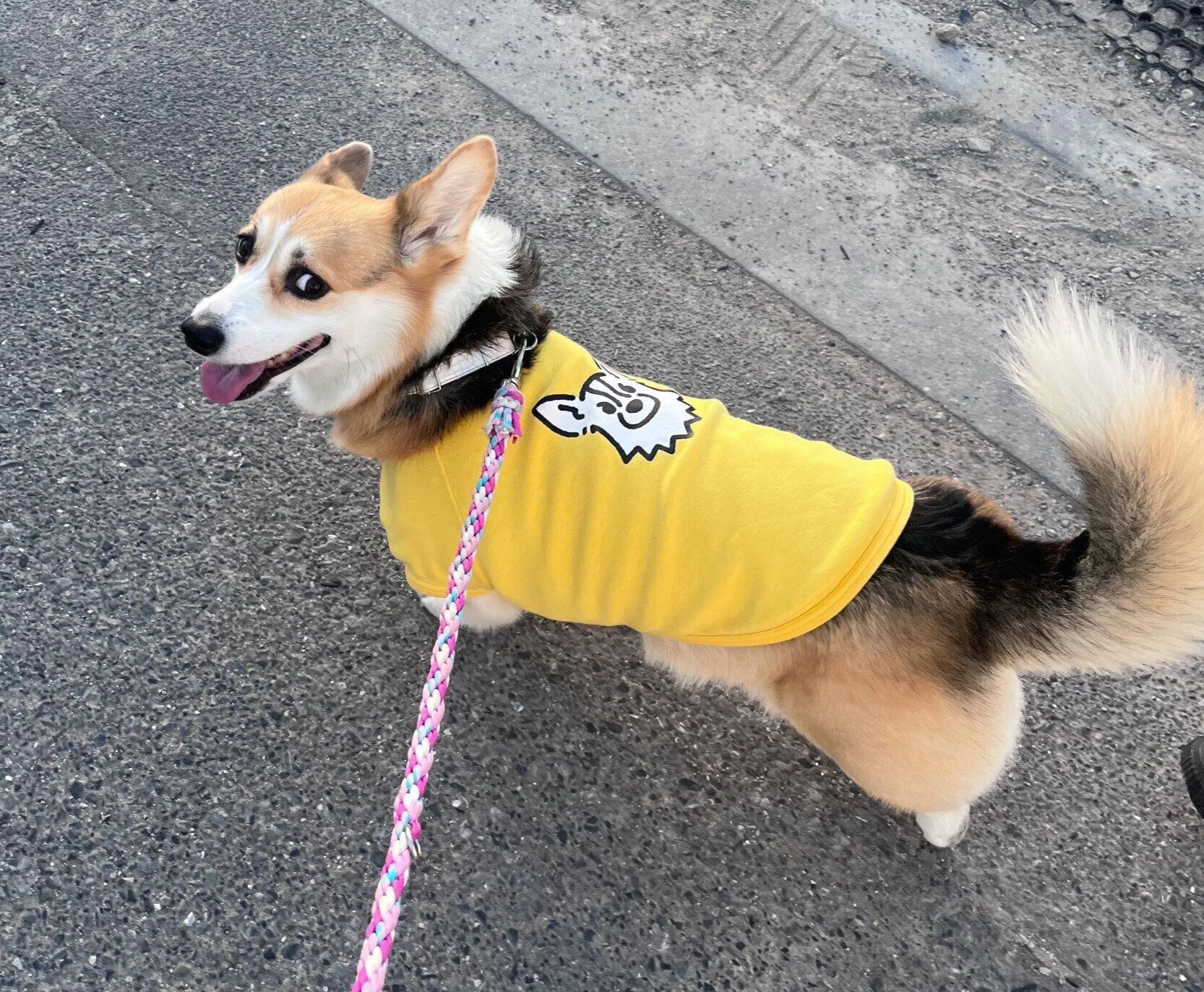 ニコニコ顔で散歩をするあられちゃん