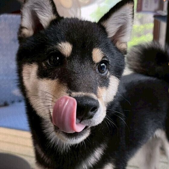 犬が飼い主の手を舐める理由と対処法 人の手をペロペロするのはなぜ？ 柴犬 いぬのきもち