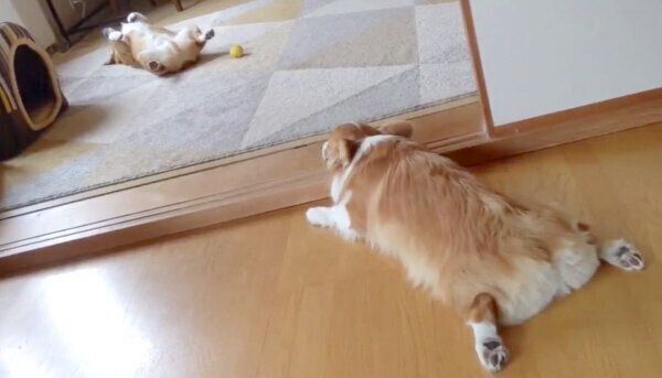 ヘソ天する兄を見つめる妹