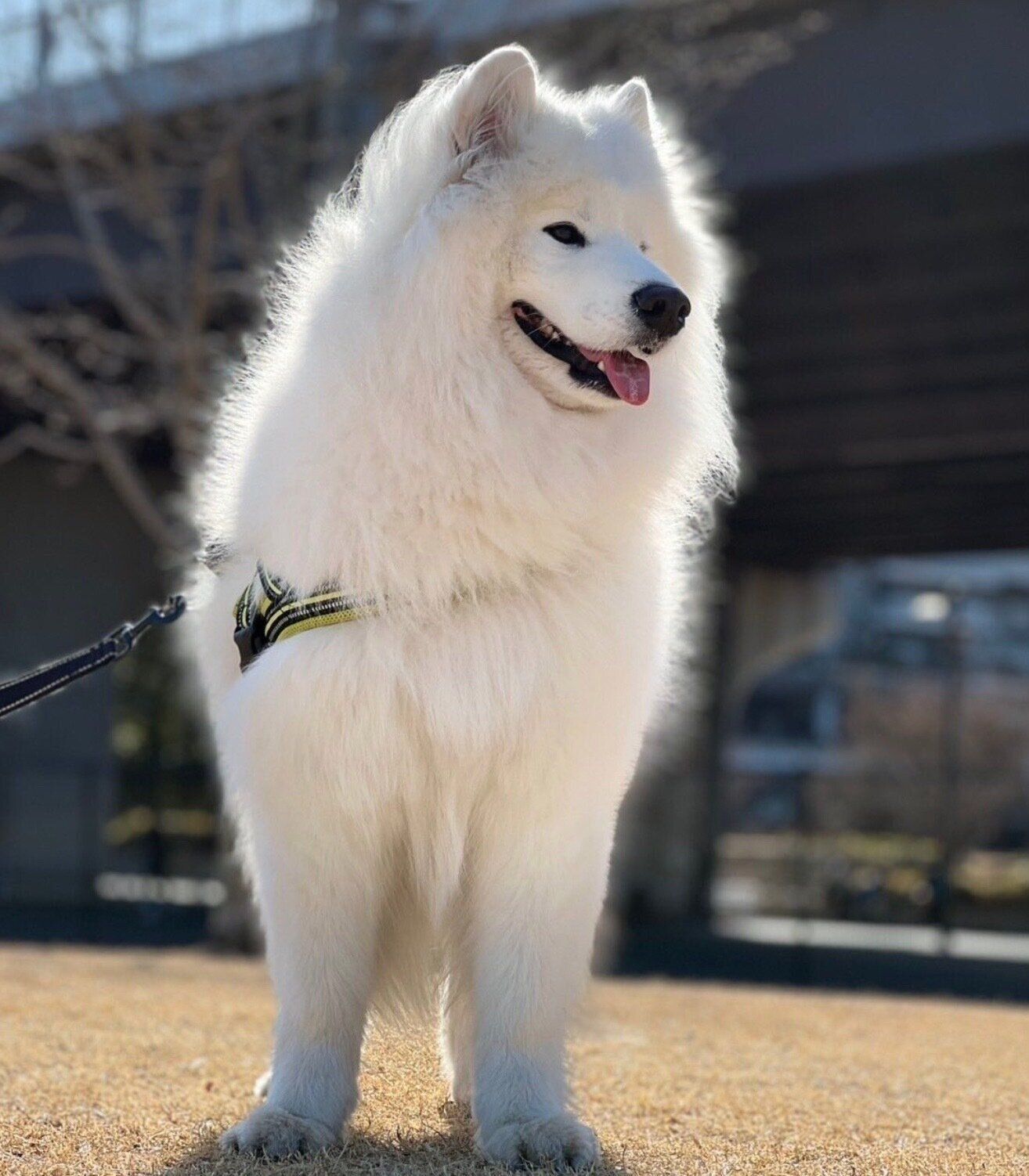 笑顔のダッツくん