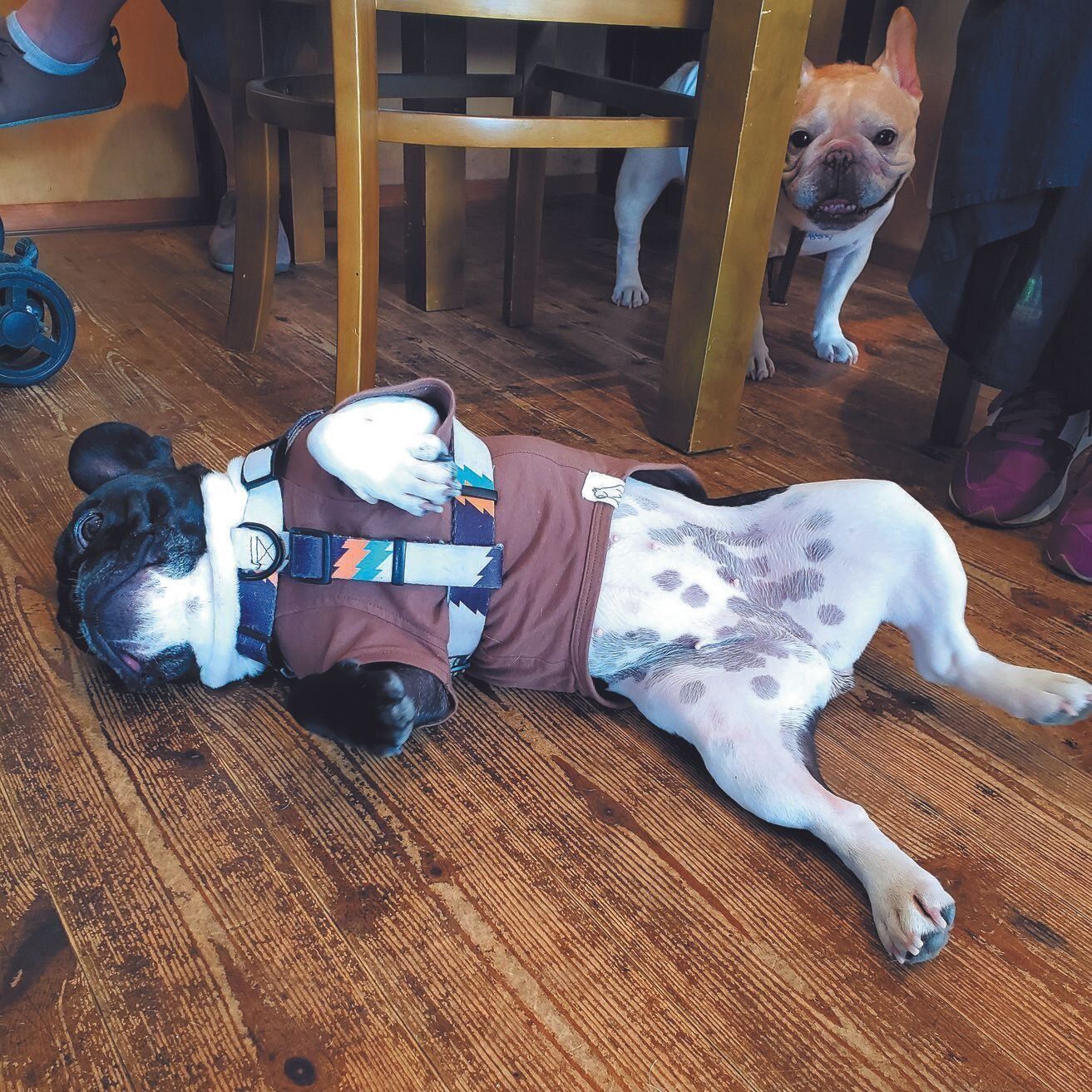 おなかに水玉模様が