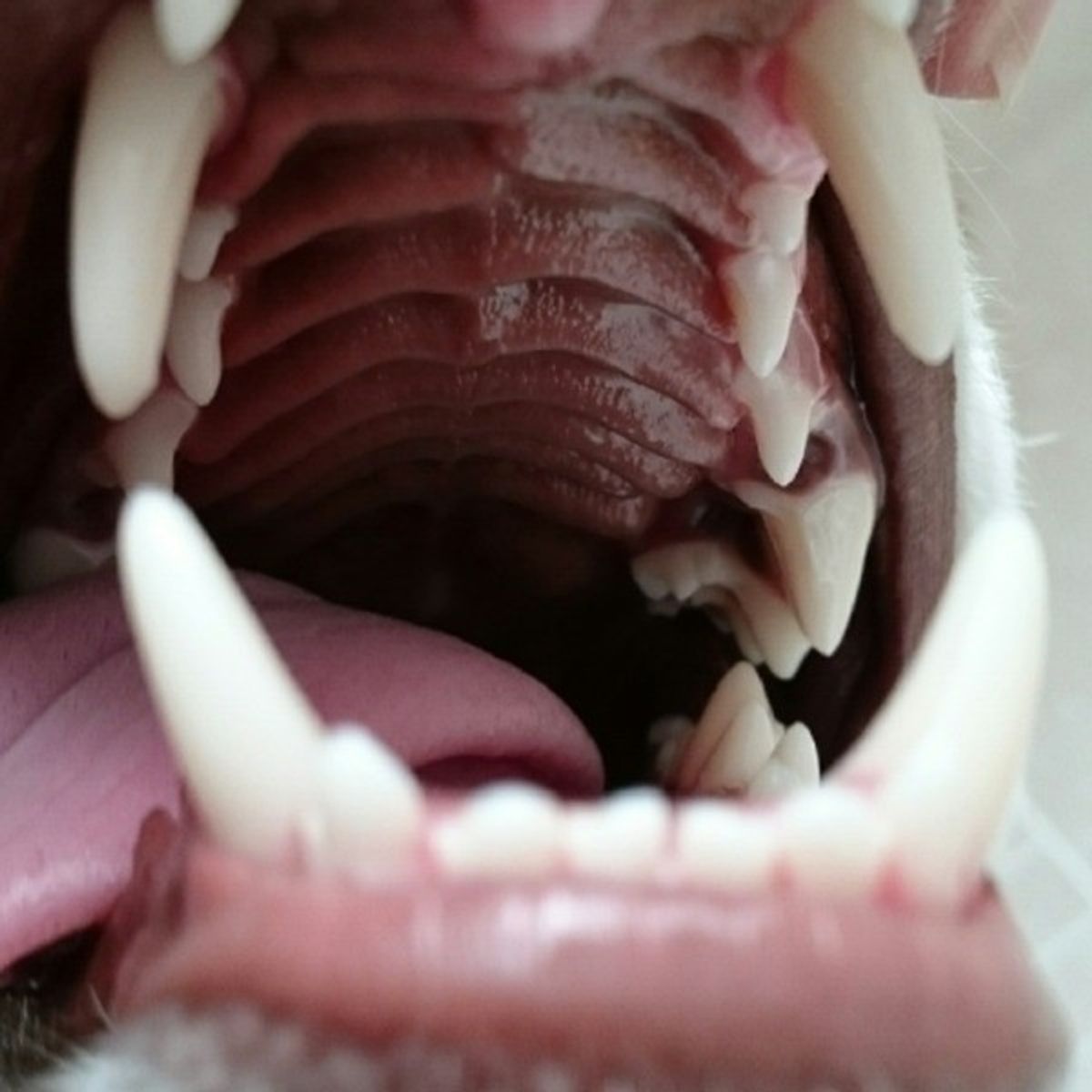 専門家が解説 犬が甘噛みする理由と 間違ったしつけ 成功するしつけ いぬのきもちweb Magazine 専門家が解説 犬が甘噛みする理由と 間違ったしつけ 成功するしつけ いぬのきもちweb Magazine