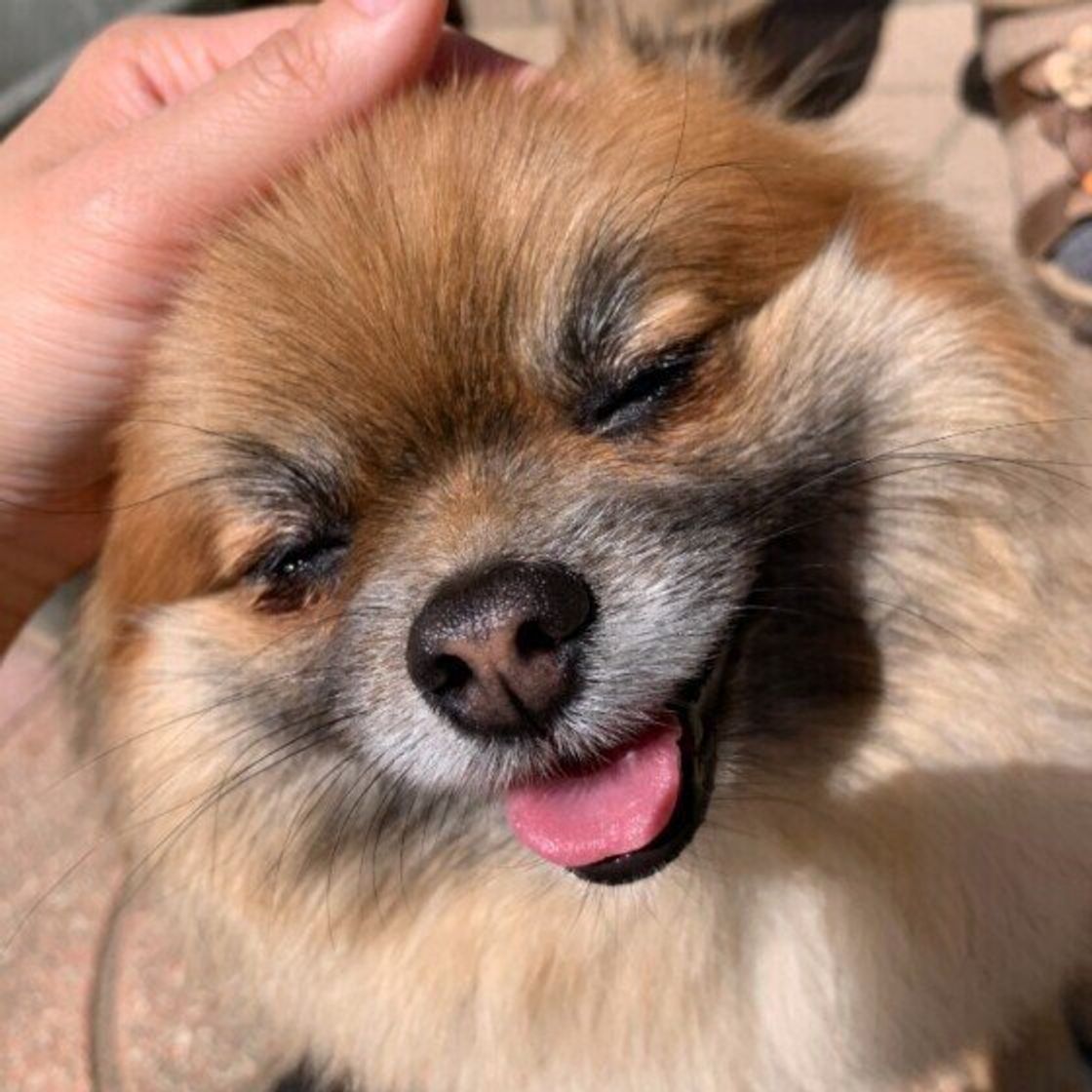 犬の眉毛の役割 とは お手入れしてもいいの 眉毛の構造について解説 いぬのきもちweb Magazine 犬の眉毛の役割 とは お手入れしてもいいの 眉毛の構造について解説 いぬのきもちweb Magazine
