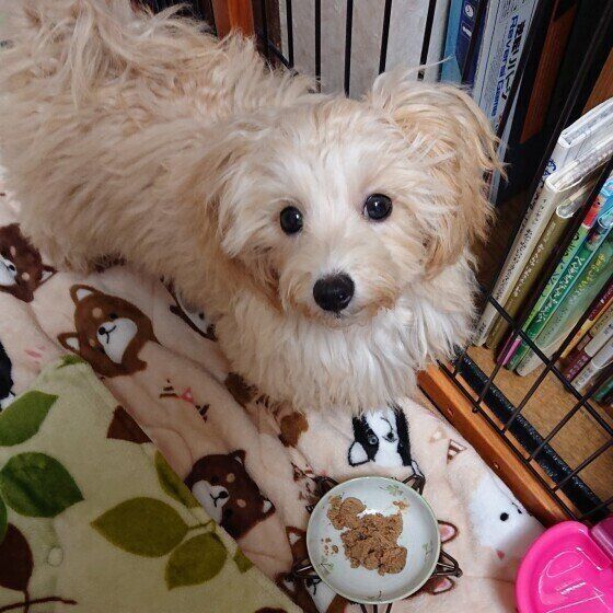 ごはんを食べる犬