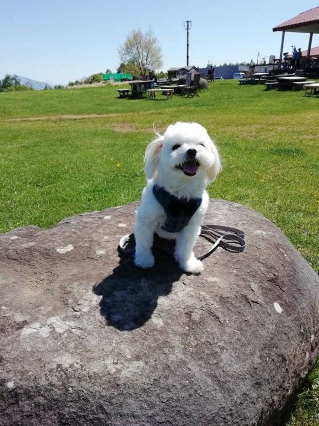 吠えない小型犬っているの 飼う前に知っておきたい犬のこと いぬのきもちweb Magazine 吠えない小型犬っているの 飼う前に知っておきたい犬のこと いぬのきもちweb Magazine