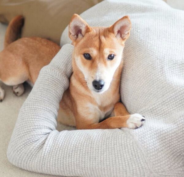 パパさんの腕の中でまったりするごぅちゃん