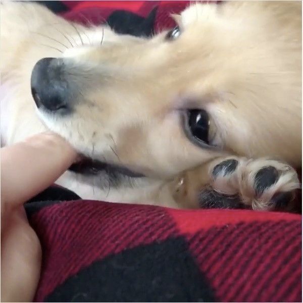 ダックスフンド