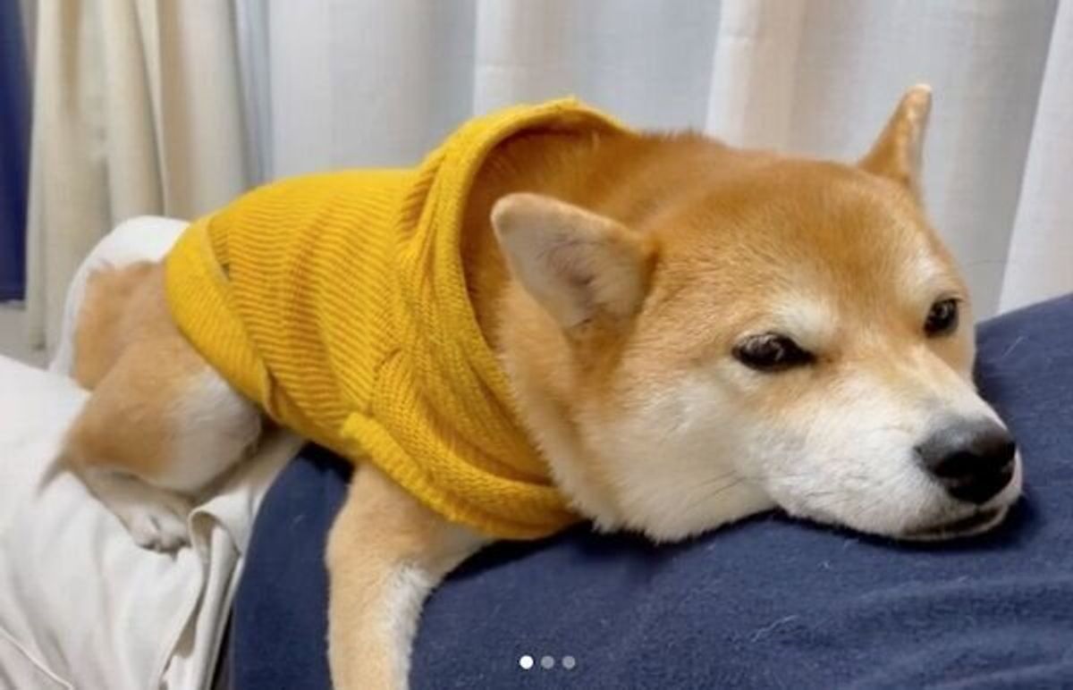 どきたくない犬 Vs どいてほしいパパ の争い まったり中かと思いきや じつは熾烈な争いが繰り広げられていた いぬのきもちweb Magazine どきたくない犬 Vs どいてほしいパパ の争い まったり中かと思いきや じつは熾烈な争いが繰り広げられていた いぬのきもちweb Magazine