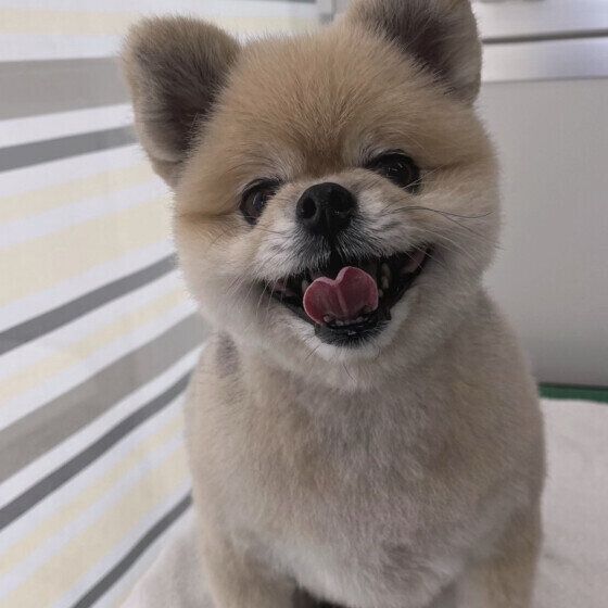 笑顔のポメラニアン