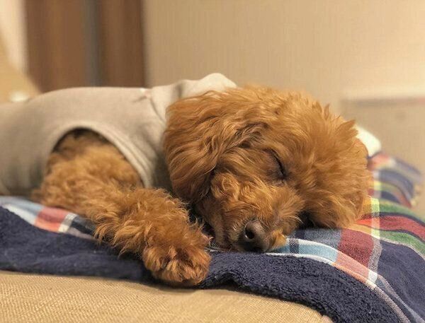 気持ちよさそうに眠るむぎちゃん