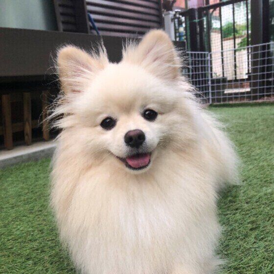 笑顔のポメラニアン