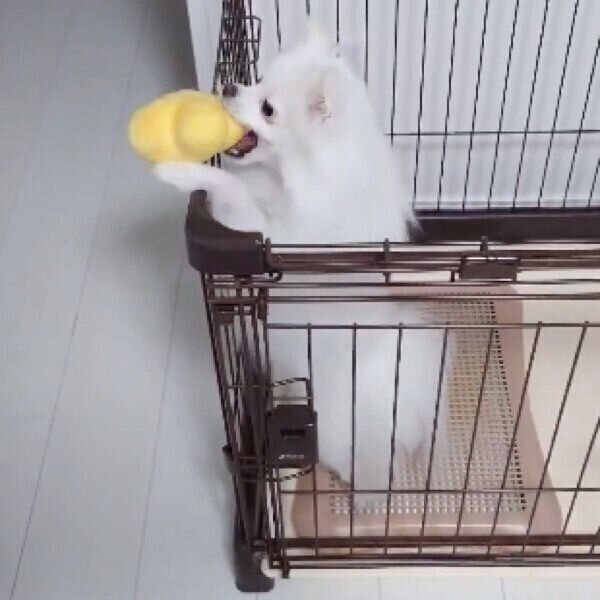 ケージの外におもちゃをポイッとするおこめちゃん