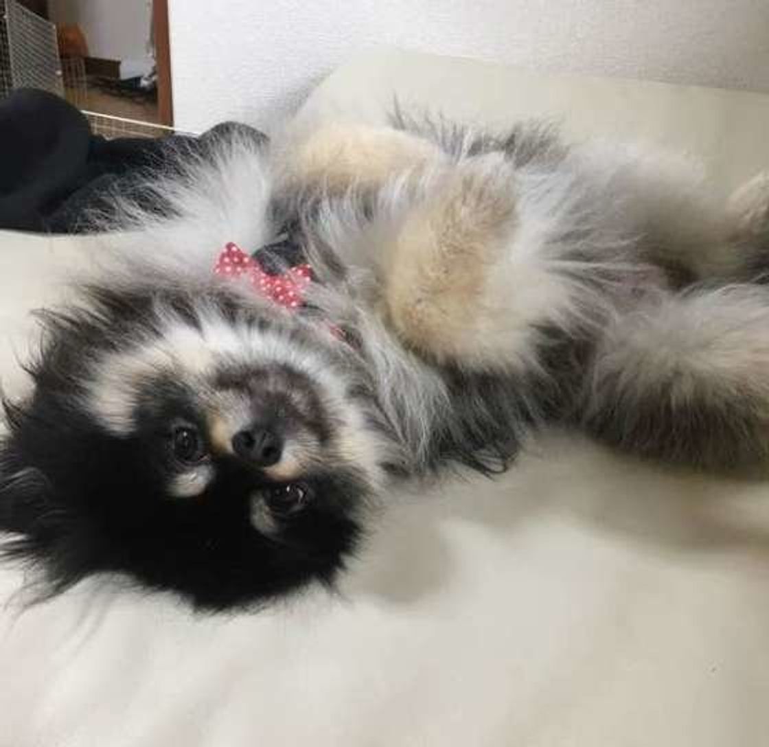 うらめしや 犬が 幽霊ポーズ をするときの心理は 獣医師監修 いぬのきもちweb Magazine うらめしや 犬が 幽霊ポーズ をするときの心理は 獣医師監修 いぬのきもちweb Magazine
