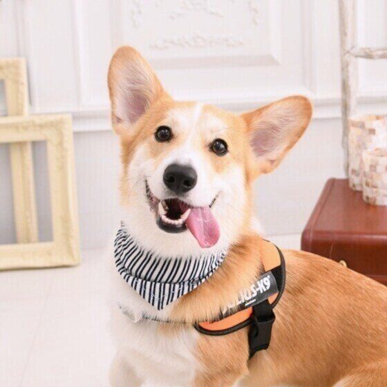 犬が食べてはいけない『秋の食材』犬にNGの食べ物を与えないように注意 いぬのきもち