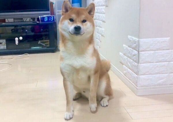 パパさんの言葉を真似するこむぎくん