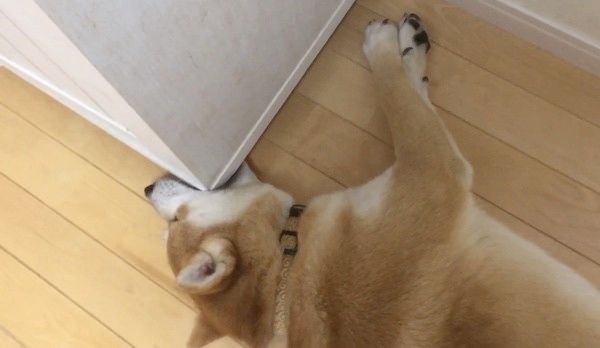 隙間が気になる柴犬