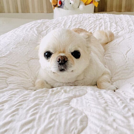 ベッドの上でリラックス中のチワワちゃん