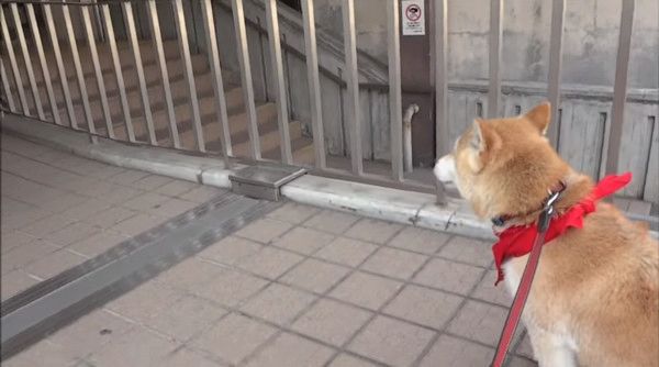 ご主人をお出迎えする柴犬
