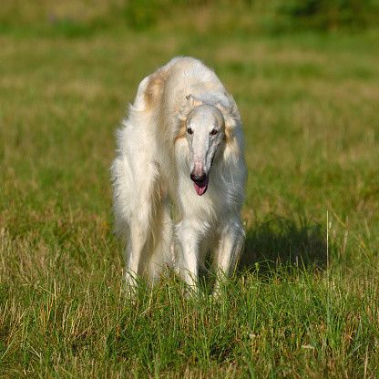 ボルゾイの特徴・性格 最新価格と飼い方｜いぬのきもち 犬図鑑