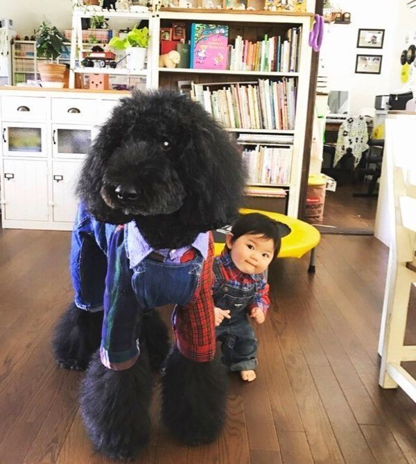 洋服を着るくぅさん・まめちゃん