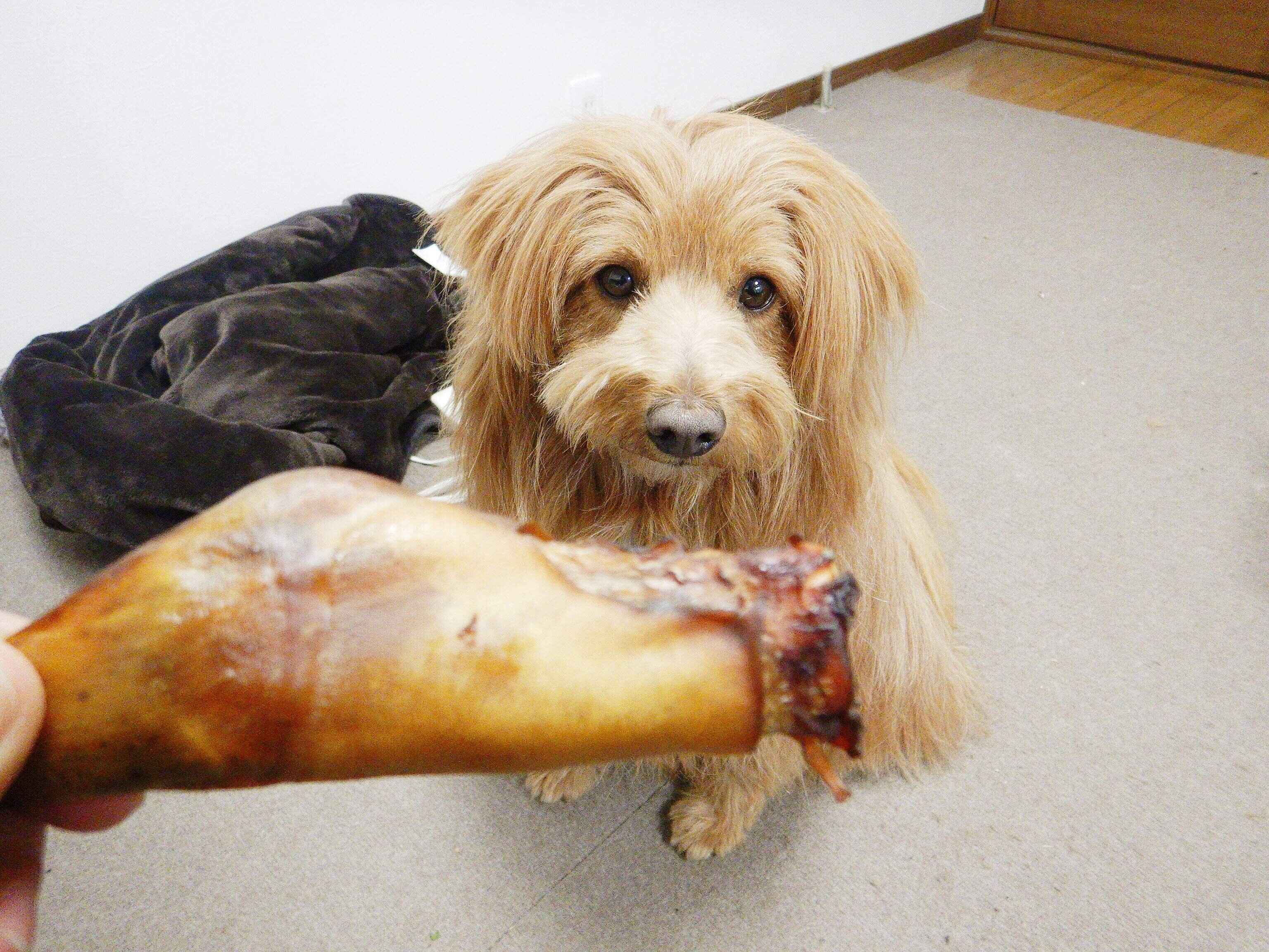 おやつを隠したくてウロウロ でも場所が見つからない 連載 こぐま犬てんすけ Vol 85 いぬのきもちweb Magazine