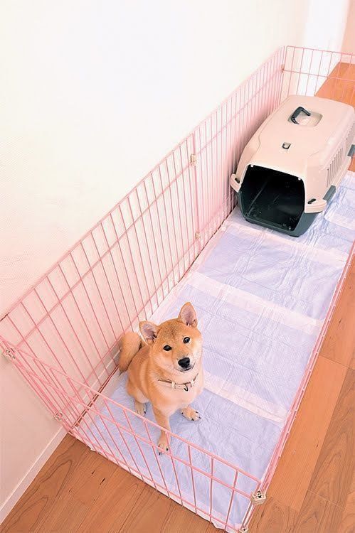 庭つき一戸建てトイレ