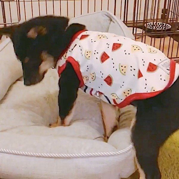 掘り掘りワンコ