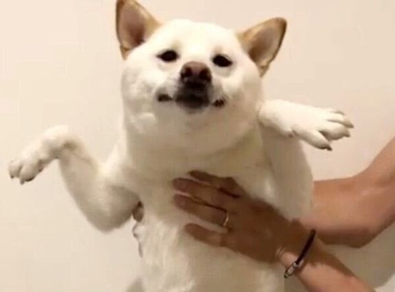 おもしろいポーズをするロロくん